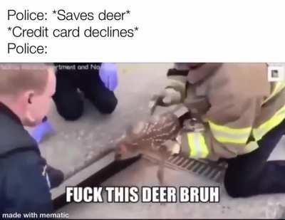 Deer lives matter (DLM)