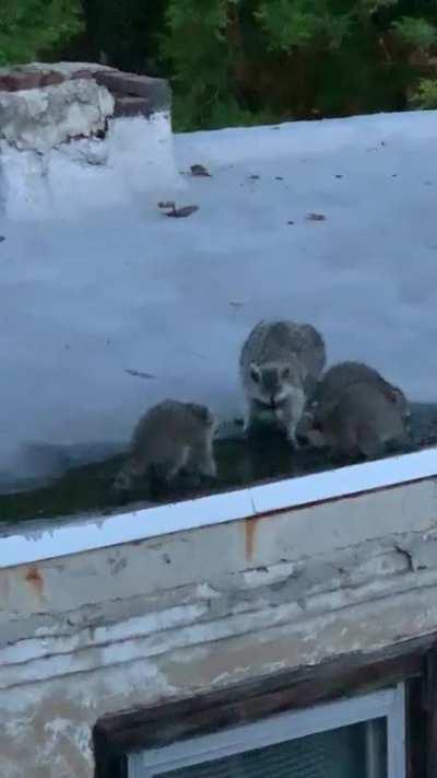 Trash pups frolicking in a puddle