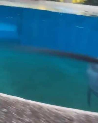 New friends have a play date