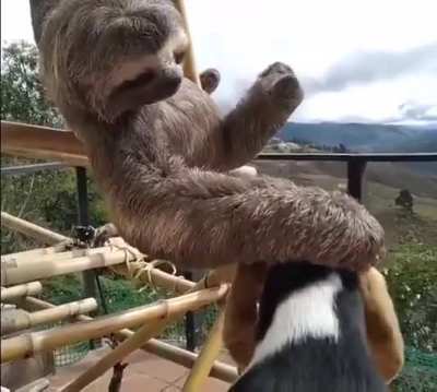 Sim é você o bom menino.