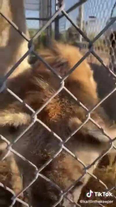 Posting Yeen pics or videos every day until I get to pet one Day 410 super cute laughs