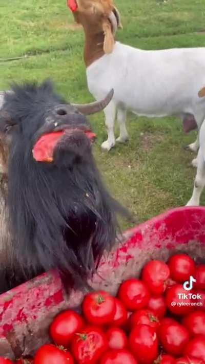 Enjoy some more goats loving tomatoes