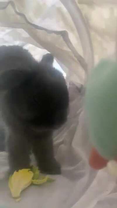 Appa’s first yawn caught on camera