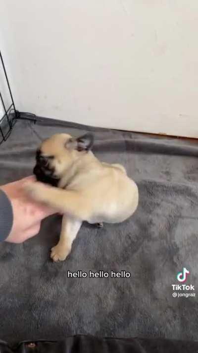 @jongraz, owner of Noodle the pug, got two new puppies