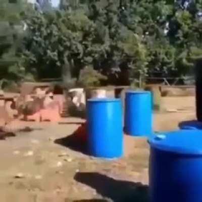 Might have been wise to release them one at a time....