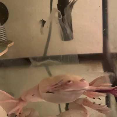 Boba shed ALL IN ONE PIECE! It looks like he’s being exorcised 😨