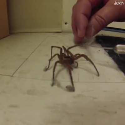 Dude helps out a stuck spider bro