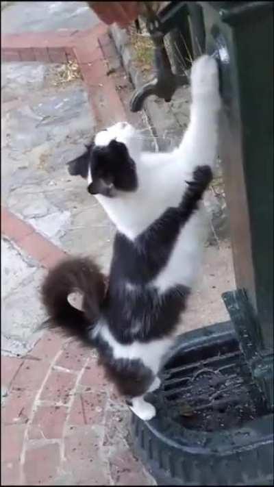 Outdoor cat politely requests a little water. And the human delivers like a true bro.