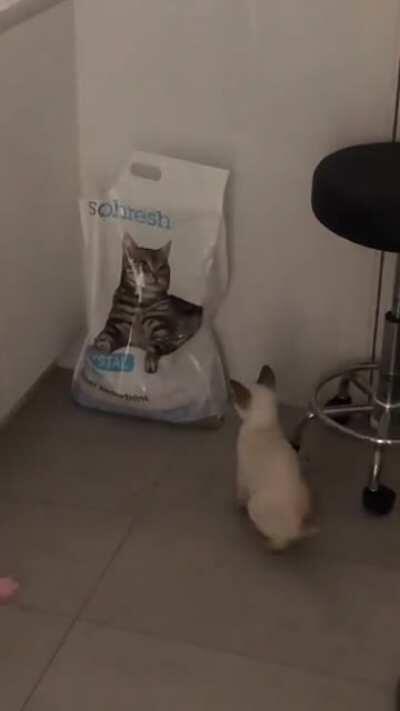 Louie wanting to start a fight with the cat litter 😂