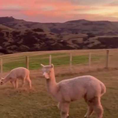🔥 Beautiful view with Alpacas in New Zealand 🔥