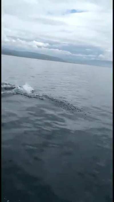 Dolphins in the Firth of Clyde yesterday.