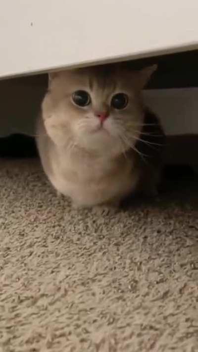 The cutest yells I have ever heard