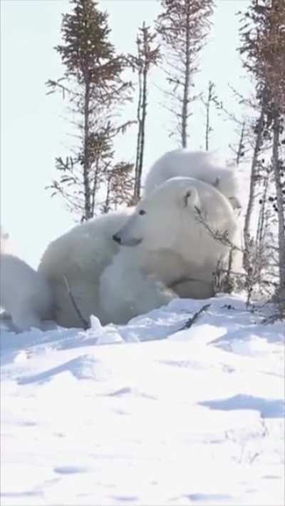 Polar bear mother and her cubs