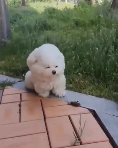 Ich hatte Windhunde irgendwie anders in Erinnerung