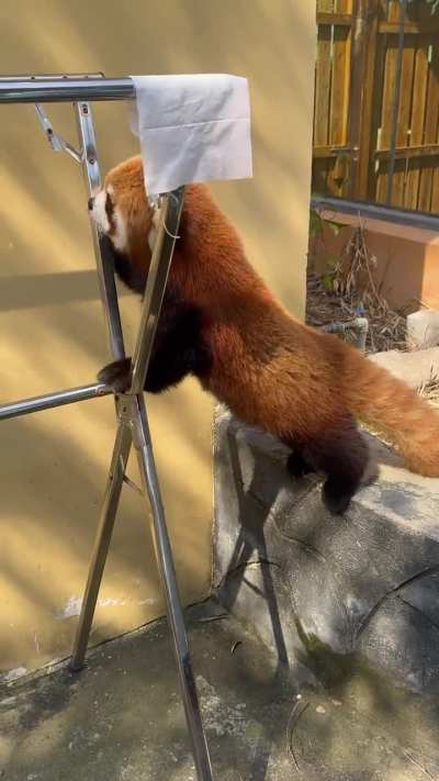 Fluffy red panda alert! It’s Nannan (囡囡) again!