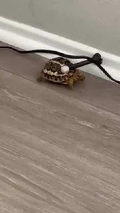 Drax Stopped in His Tracks!