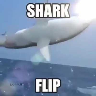 Mais um da família FLIP