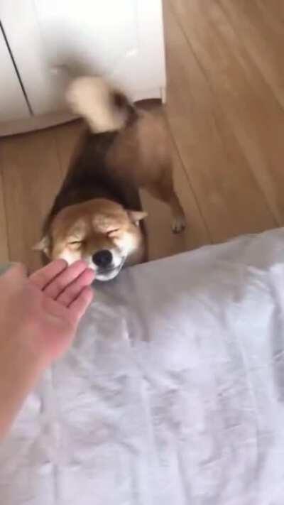 such happy. much joy. wow.