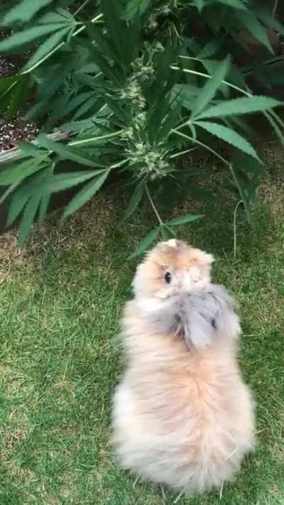 My bun loves fan leaves