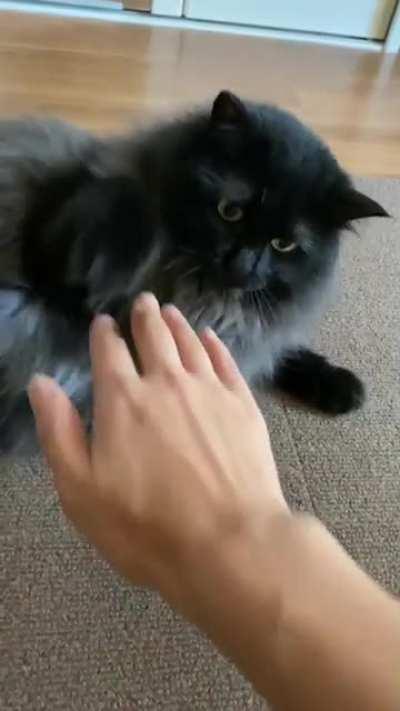 No more pets for today...tummy rubs-no thank you. I'm full.