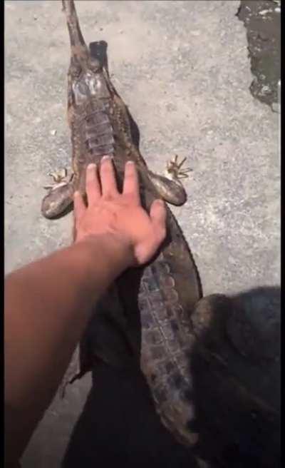 Crocodile/alligator (idk the difference)