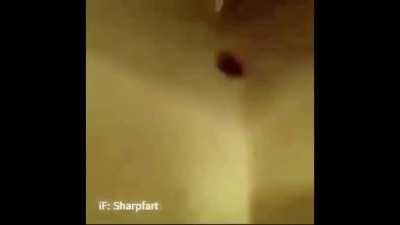 Video I found on twitter lolll.