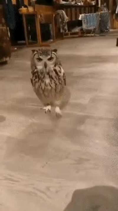 🔥 An owl showing off it’s surprisingly long legs.