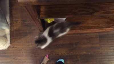 Ollie just can’t contain himself when he hears a can of cat food being opened. Plus a tiny bonus yell from Eric who’s a little more patient while waiting for dinner.