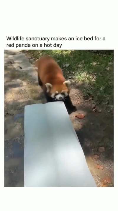 Ice Bed for a Red Panda on a Hot Day