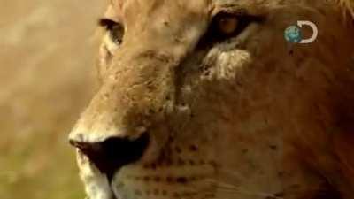 Three men casually steal fresh meat from lions