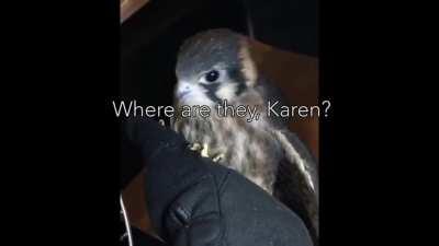 Kestrel is not thrilled with the service