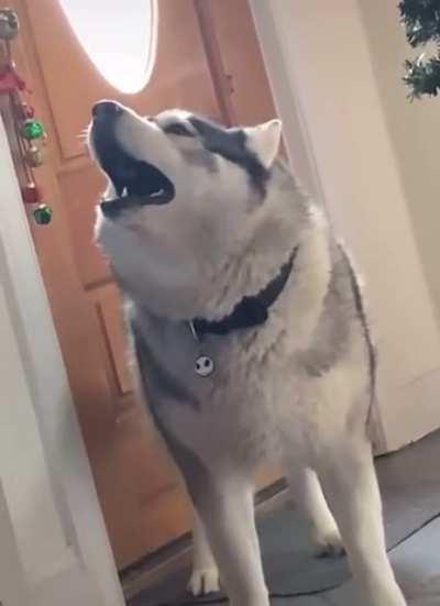 Husky be yellin’