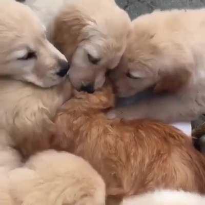 PaCk Of WoLvEs dEvoUrS LiOn CuB