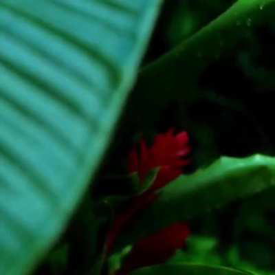 Foxy Brown - Oh Yeah (2001)