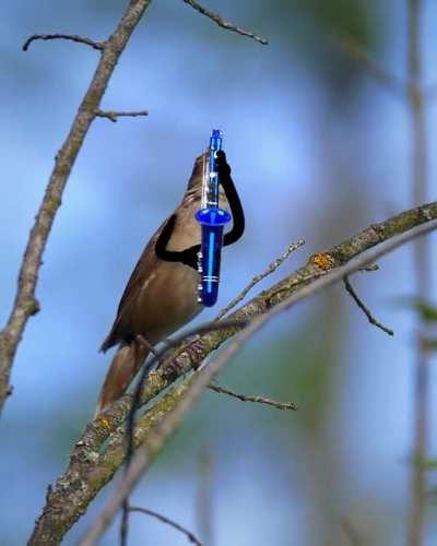 The bird-band performs Samsung's new brand sound