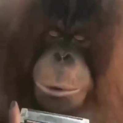 Monkey do be having some good taste😳