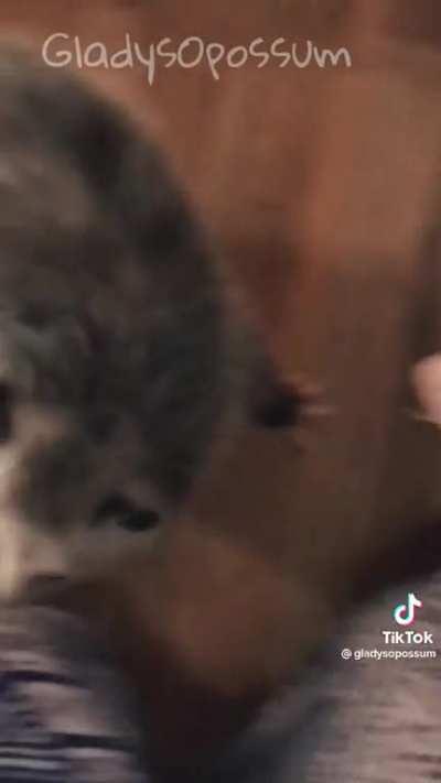 I want a pet opossum...