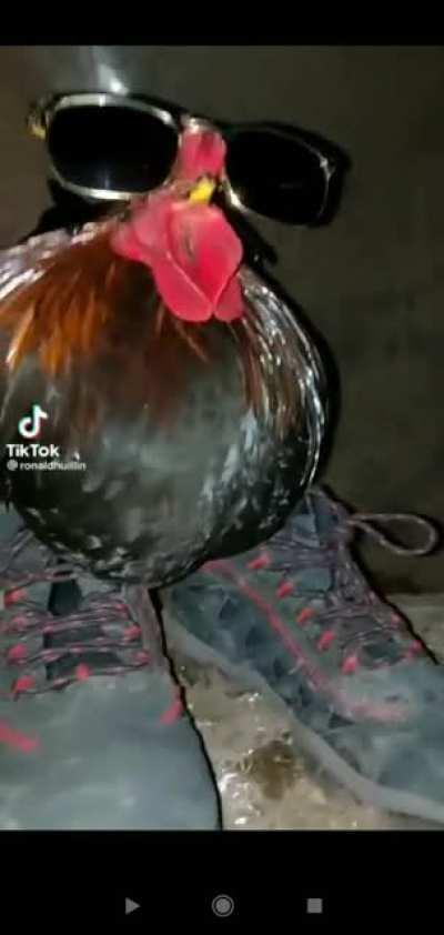 🐓🐔