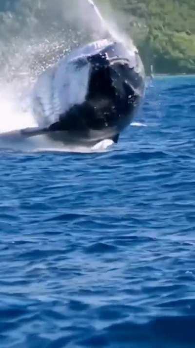 They are gigantic in size and in their beauty