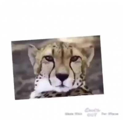 Floppa Grips (I’ve Seen Footage)