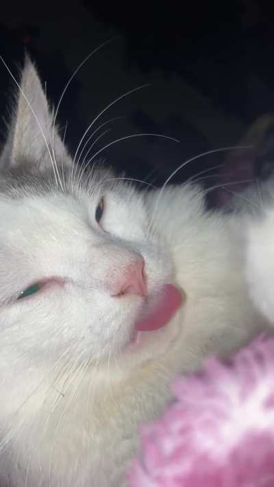 Sus bbs también se quedan así después de hacer masita en la colcha 🥰☺️😻