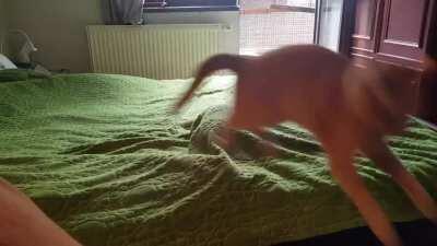 Budzik's brother, Jack, auditions for the part of greeble in a new film titled: 'And we tore this apartment up!'