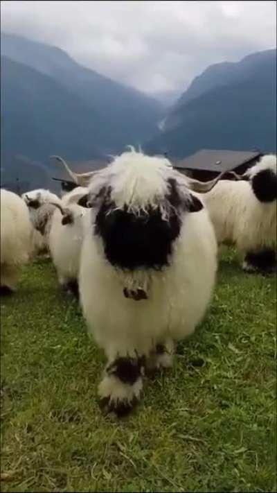 Valais Blacknose sheep look like magical faceless creatures from a fantasy novel