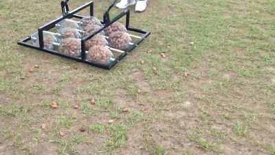 Как быстро собрать грецкий орех