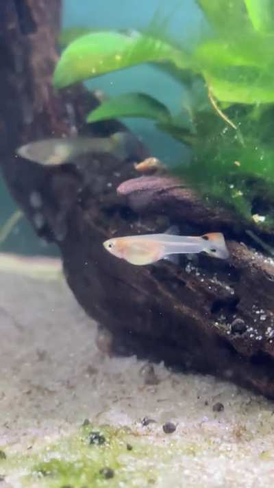 New colour development!