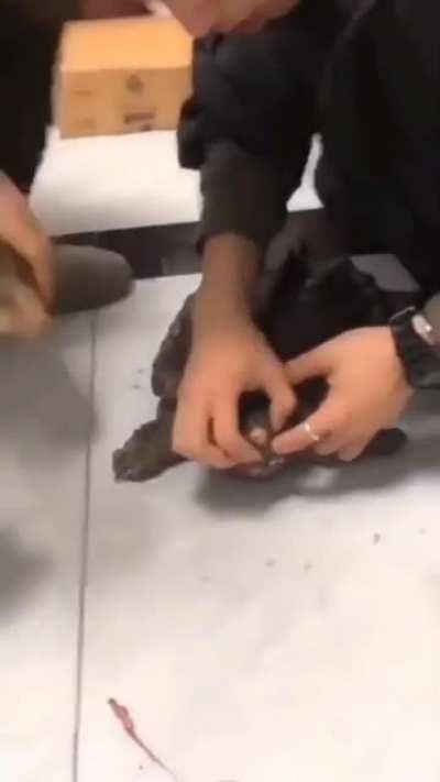 to feed a turtle