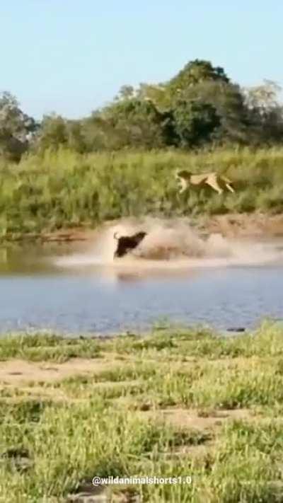 Buffalo vs Lionesses