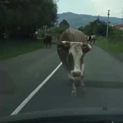 It's all in the leg work.