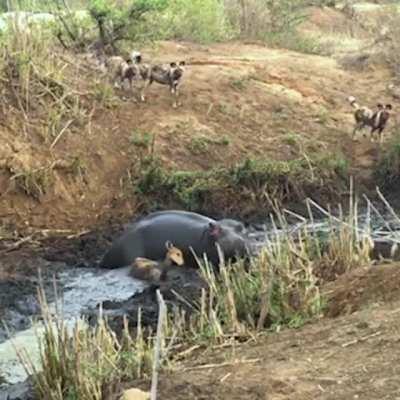 Insanely accurate example of nature. One of my favorite predators (African painted dogs) were attacking a gazelle. The hippo gets caught in the middle, and for survival(and assuming irritation of invade territory) killed the gazelle and throws it to the d