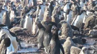 Chinstrap Penguins gang up on and Kill a Giant Petrel.